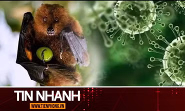 TIN NHANH: Bộ Y tế thông tin về dịch bệnh do virus Nipah và các biện pháp phòng chống