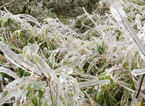 Băng giá đã xuất hiện trên đinh Phia Oắc (Cao Bằng) trong đợt rét sâu đầu tiên năm nay và cuối tuần trước