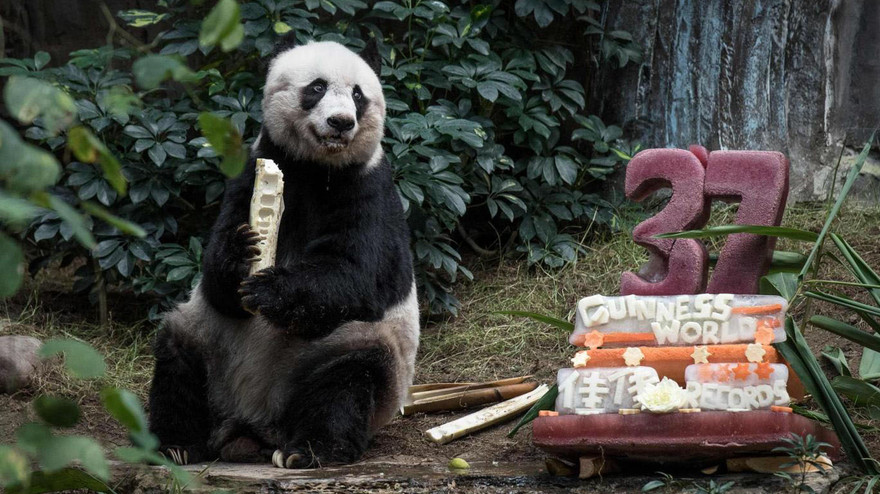 Jia Jia cùng chiếc bánh sinh nhật ngày "mừng thọ" 37 tuổi.