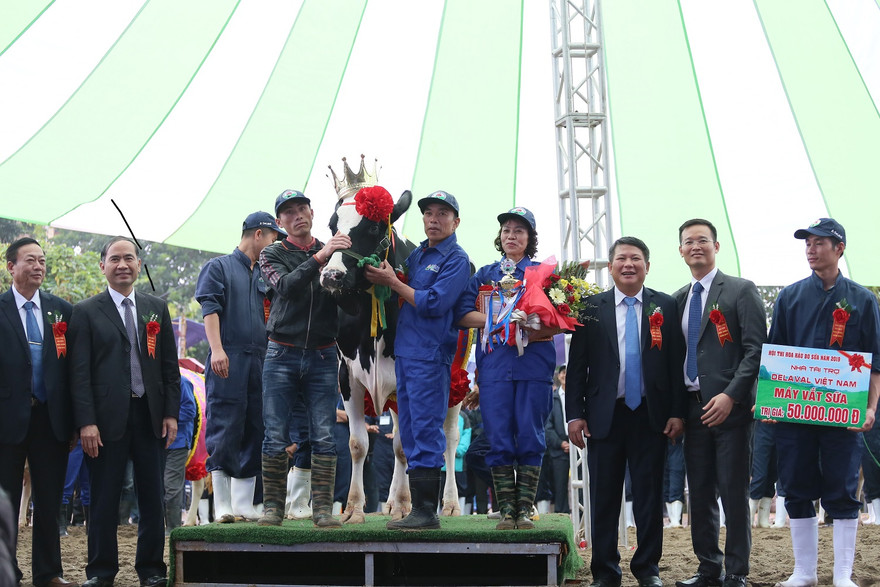 “Vương miện” Hoa hậu Bò sữa Mộc Châu năm 2019 đã thuộc về “cô” bò sữa mang số hiệu 16316 của chủ hộ Lê Xuân Tiến, tiểu khu 19/5, thị trấn Nông trường Mộc Châu, với tổng giải thưởng gần 70 triệu đồng. 