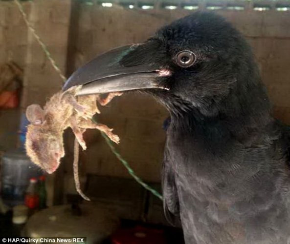 Lạ kỳ quạ sủa như chó, bắt chuột như mèo