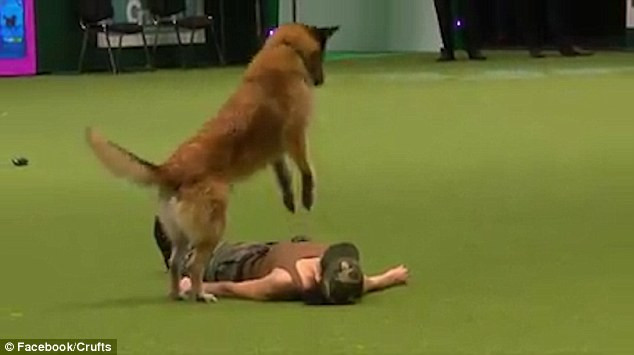 Chú chó Deril hô hấp nhân tạo cho cô chủ Lusy