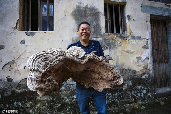 Cây nấm linh chi khổng lồ một người ôm không xuể