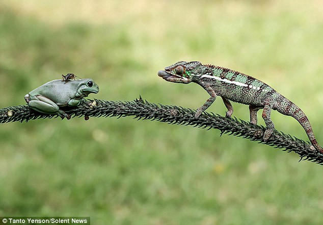 Chú tắc kè hoa tên Hector đang nhắm mục tiêu tới con dế đậu trên lưng ếch