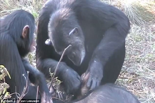 Tinh tinh cái tên Noel đánh răng cho đứa con đã chết 