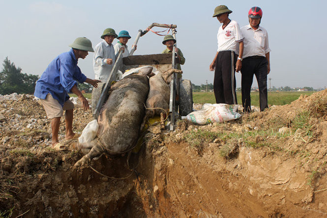 Dịch tả lợn châu Phi đã lan 52 tỉnh thành và tiếp tục khả năng lan ra các địa phương khác