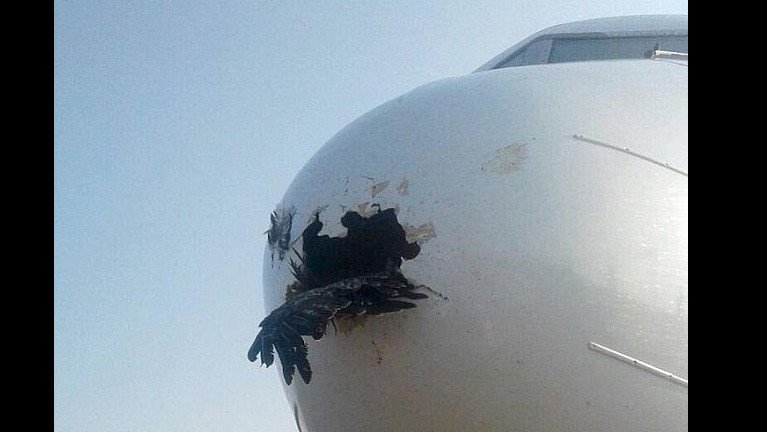 Đại bàng đâm thủng mũi máy bay