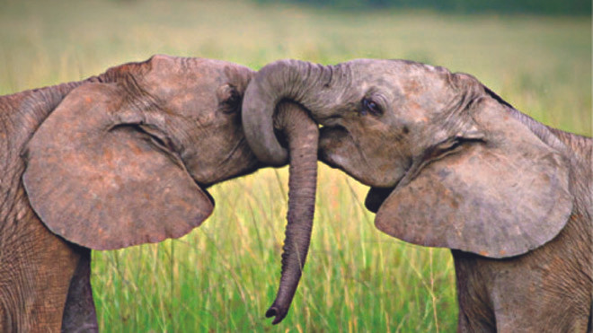 Câu chuyện cảm động tình yêu của động vật