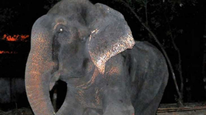 Raju khóc khi được giải cứu