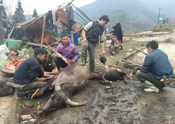 Đợt rét đậm, rét hại gây chết hàng trăm con gia súc, dự báo số lượng sẽ tăng trong những ngày tới. 