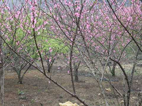 Theo Bộ NN&PTNT, tuỳ điều kiện cụ thể từng địa phương, trước mắt có thể áp dụng biện pháp xác nhận nguồn gốc, xuất xứ phù hợp, nhưng không tạo thêm thủ tục hành chính, ánh tắc sản xuất, tiêu thụ sản phẩm hợp pháp.