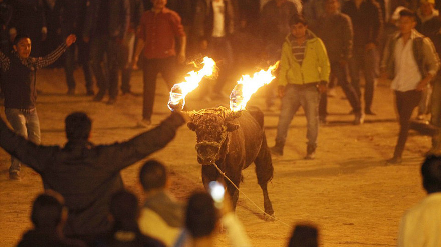 Bò tót sừng lửa điên cuồng trong lễ hội