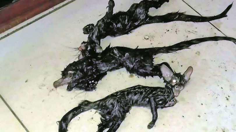 Sinh vật kì lạ được phát hiện trong nhà một gia đình ở Nam Phi.