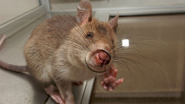 Những 'chiến binh' chuột dùng để rà phá bom mìn, thuốc nổ.