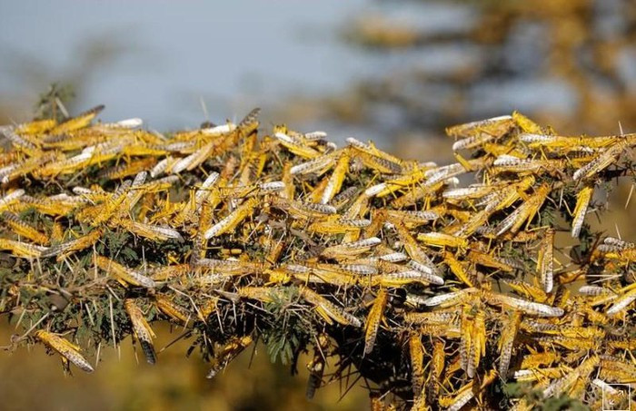 Bộ NN&PTNT báo cáo Thủ tướng về phương án dùng máy bay phun thuốc trừ châu châu sa mạc