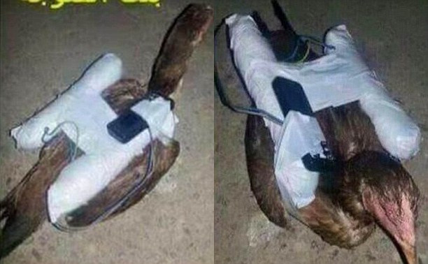 Hình ảnh "gà đánh bom liều chết". Ảnh: Dailymail