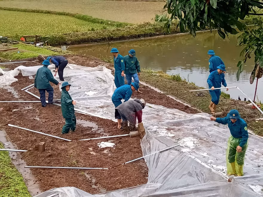 Mưa đá gây thiệt hại nhiều diện tích lúa và hoa màu của người dân Lào Cai