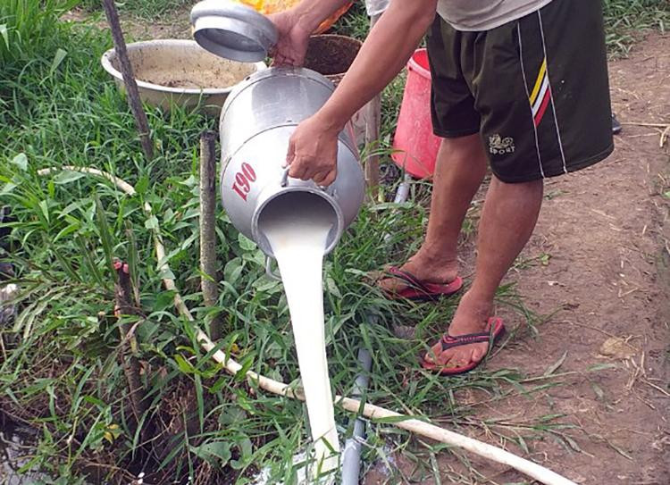 Nông dân phải đổ bỏ sữa vì không có người thu mua trong khi doanh nghiệp kêu không vận chuyển được hàng vì các quy định liên quan đến giãn cách và vận chuyển hàng hóa của Bộ Y tế