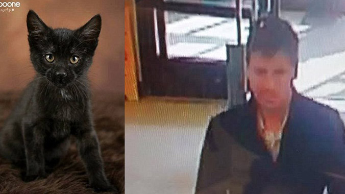 Con mèo bị ăn trộm và hình ảnh người đàn ông trong máy quay. Ảnh: Dailymail.