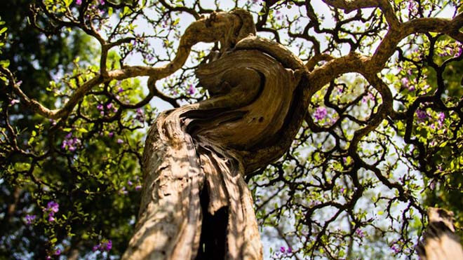 Những tiểu cảnh, bon sai vô giá ở hội hoa xuân Sài Gòn