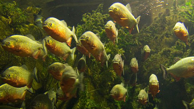 Những con cá piranhas có răng sắc nhọn. 