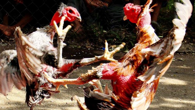 Xem thần kê tung tuyệt kỹ