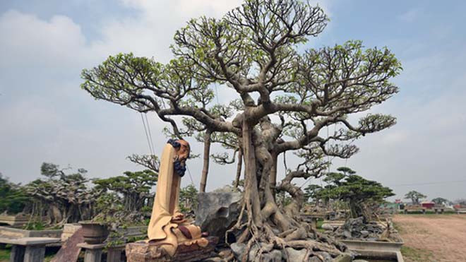 Choáng váng với vườn cây cảnh tiền tỷ ở Hà thành