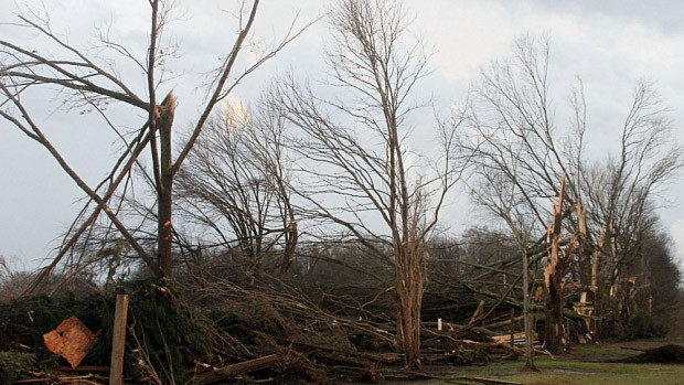 Cây đổ do lốc xoáy ở Mississippi