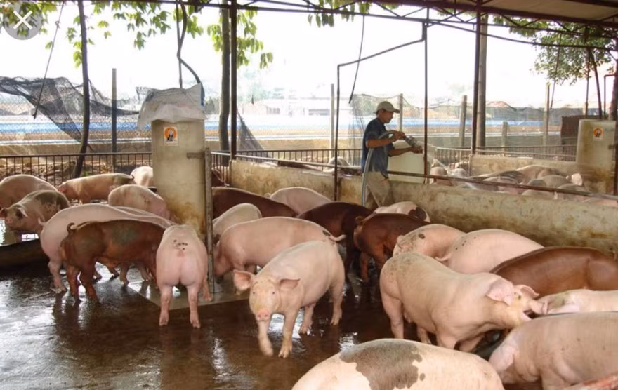 Dịch tả lợn châu Phi có nguy cơ tái phát, lây lan trên diện rộng ở nhiều địa phương.