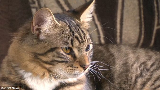 Con mèo sẽ được phẫu thuật xác định lại giới tính. Ảnh: Dailymail