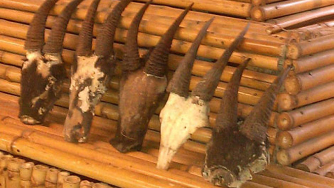 Năm Dê, dân chơi hăng hái săn lùng… linh dương giác!