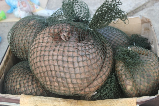 Số cá thể tê bị bắt giữ. 