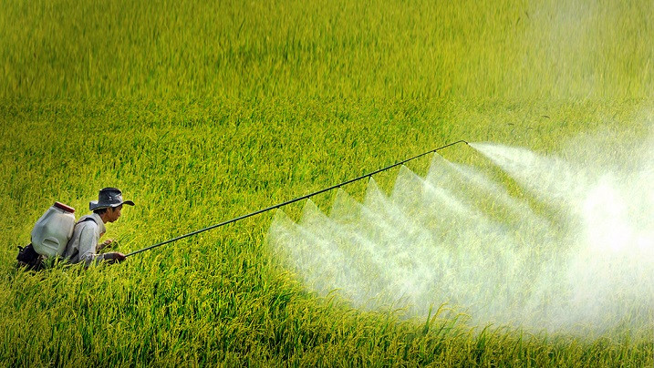 Dù vấn đề sử dụng thuốc bảo vệ thực vật đã có nhiều tiến bộ, nhưng nhiều tình trạng lạm dụng thuốc vẫn đáng báo động 