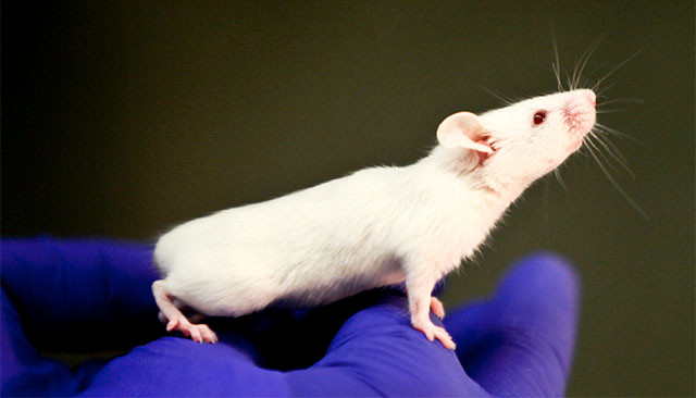 Trung Quốc huấn luyện “chuột nghiệp vụ“ rà soát bom mìn