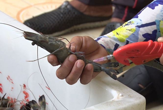 Phó Thủ tướng yêu cầu Bộ Công an tiếp tục chỉ đạo hệ thống, phối hợp điều tra triệt phá dứt điểm các đối tượng, cơ sở bơm tạp chất vào tôm nguyên liệu.