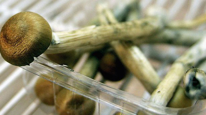 Nấm ma thuật có khả năng gây ảo giác.