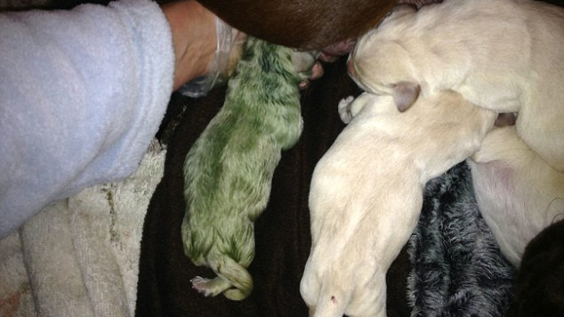 Chú chó con có bộ lông màu xanh lá cây nổi bật trong đàn. 