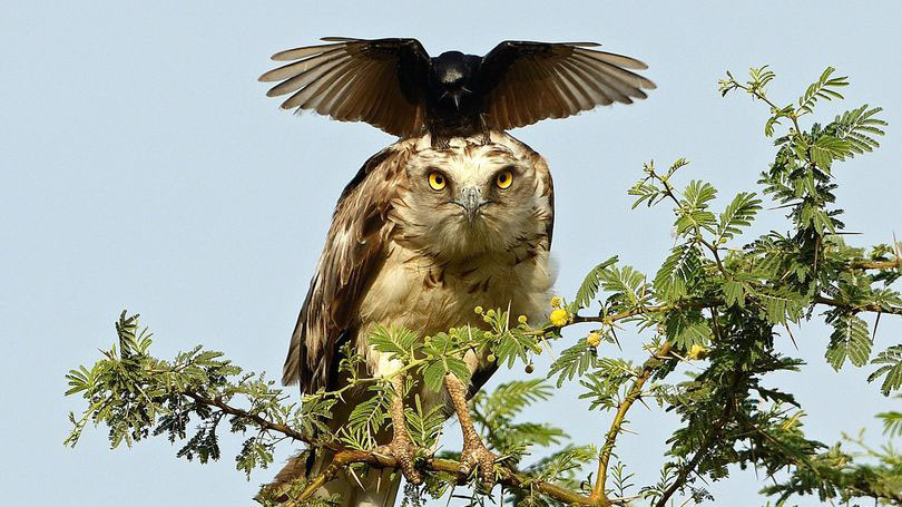 Chú quạ sà xuống đầu đại bàng