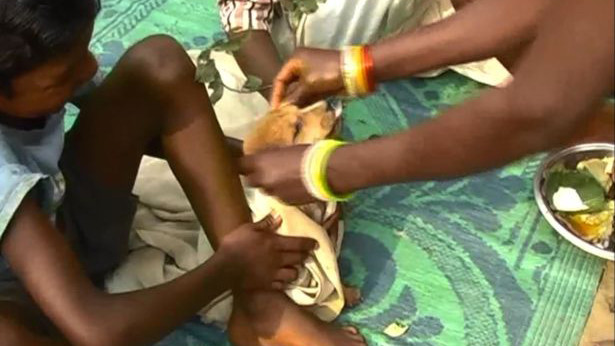 Chú chó được mặc váy cưới theo truyền thống Ấn Độ