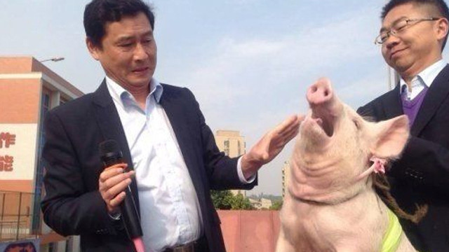 Hiệu phó hôn lợn trước mặt học sinh 