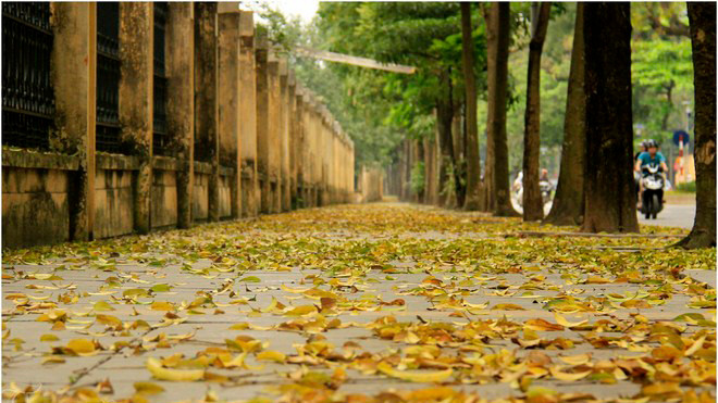 Lá vàng rụng phủ những con phố nội đô. 