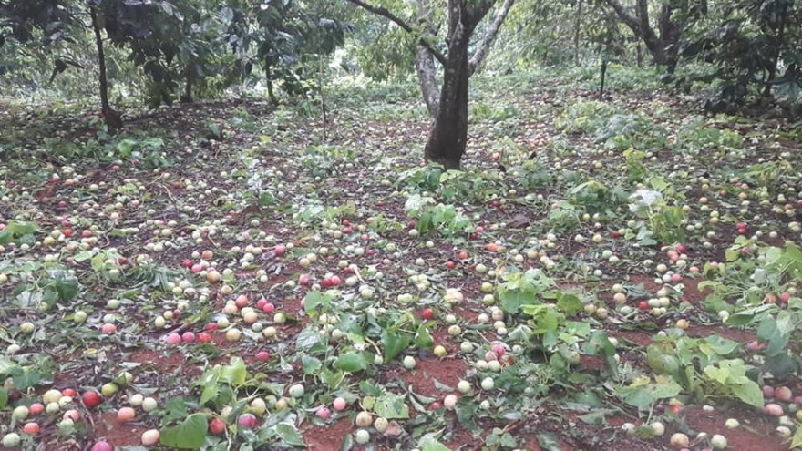 Nhiều ha mận, nhãn ở Sơn La bị thiệt hại do mưa đá, dông lốc