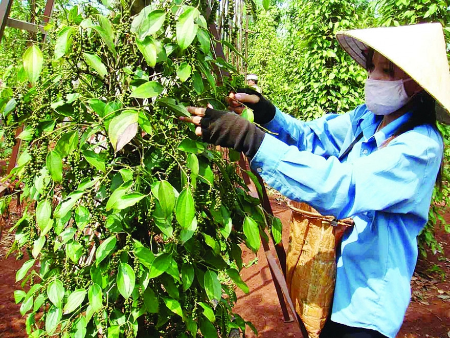 Giá hồ tiêu đã tăng mạnh từ sau Tết nguyên đán đến nay