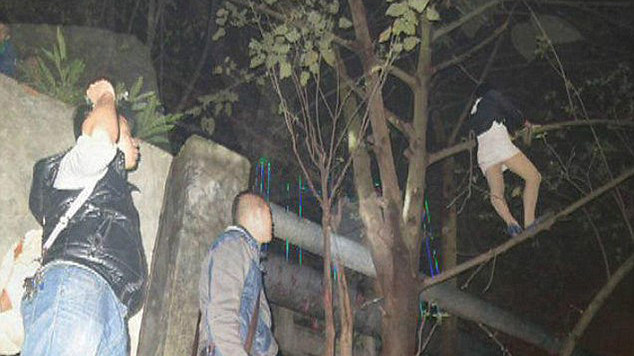 Gái bán dâm trèo lên cây không chịu xuống