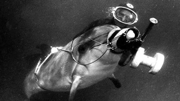 Một chú cá heo gián điệp của Hải quân Ukraine