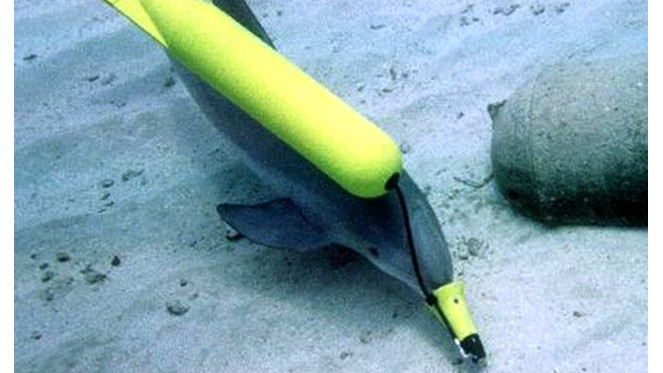 Một chú cá heo gián điệp của Ukraine