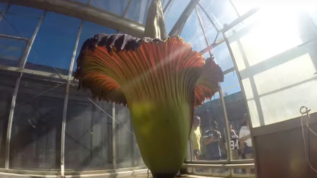 Bông hoa thối khổng lồ trong vườn thực vật Úc