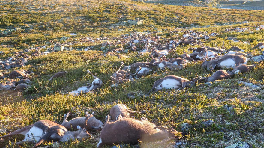 Hơn 300 xác tuần lộc nằm la liệt bên sườn đồi