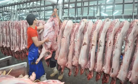 Tại các vùng có dịch tả lợn châu Phi, lợn trước khi giết mổ, tiêu thụ phải được lấy mẫu xét nghiệm đảm bảo âm tính với mầm bệnh