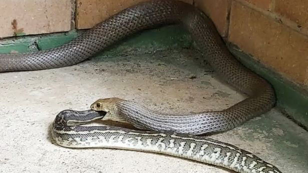 Rắn nâu cực độc nuốt chửng đồng loại.